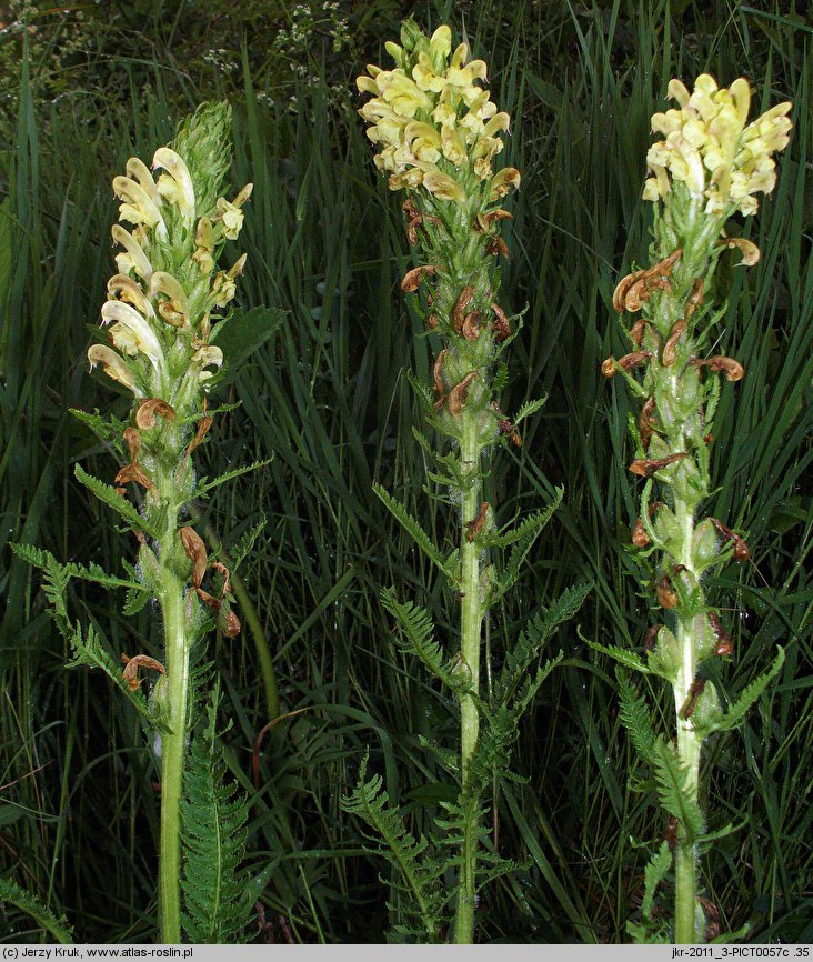 Pedicularis kaufmannii (gnidosz stepowy)