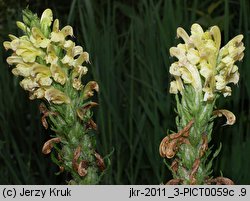 Pedicularis kaufmannii (gnidosz stepowy)