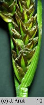 Carex caryophyllea (turzyca wiosenna)