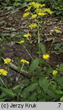 Doronicum austriacum (omieg górski)