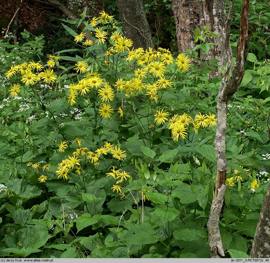 Doronicum austriacum (omieg górski)