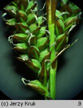 Carex caryophyllea (turzyca wiosenna)