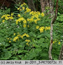 Doronicum austriacum (omieg górski)