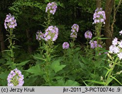 Cicerbita alpina (modrzyk górski)