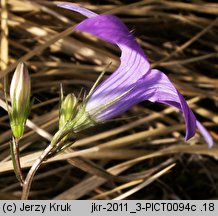 Campanula abietina (dzwonek rozłogowy)