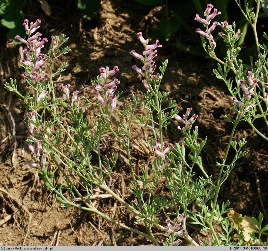 Fumaria vaillantii (dymnica drobnokwiatowa)