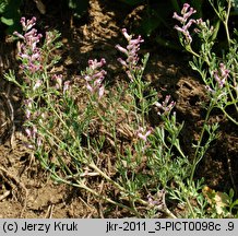 Fumaria vaillantii (dymnica drobnokwiatowa)