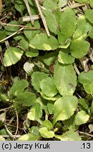 Campanula abietina (dzwonek rozłogowy)