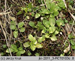 Campanula abietina (dzwonek rozłogowy)