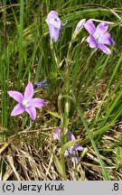 Campanula abietina (dzwonek rozłogowy)