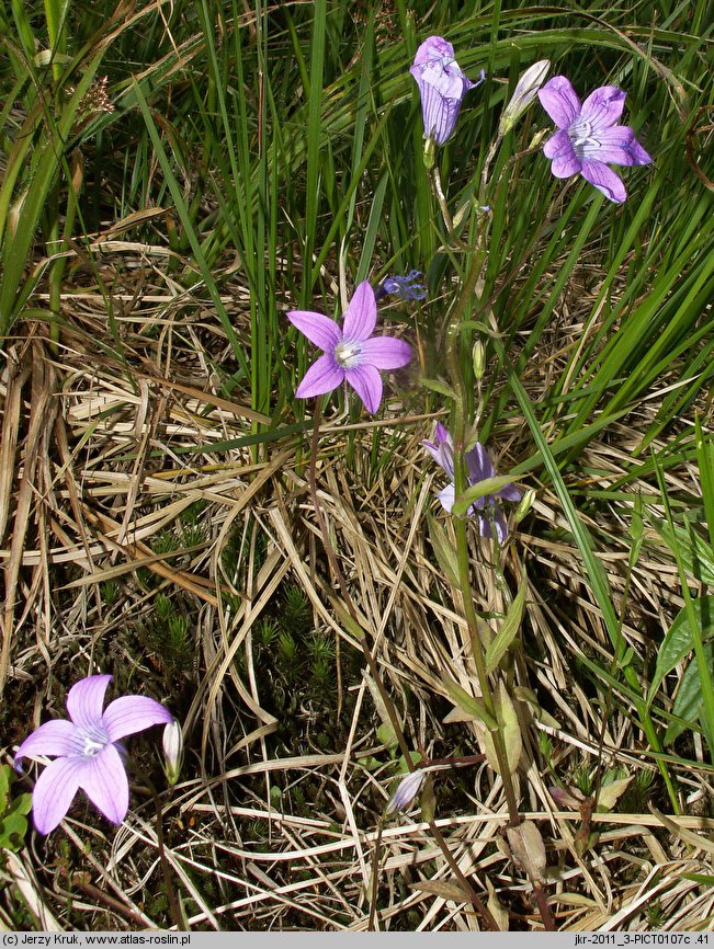 Campanula abietina (dzwonek rozłogowy)