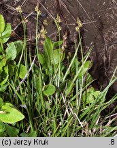 Carex pilulifera (turzyca pigułkowata)