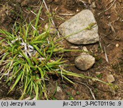 Carex pilulifera (turzyca pigułkowata)