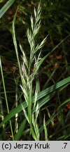 Calamagrostis arundinacea (trzcinnik leśny)