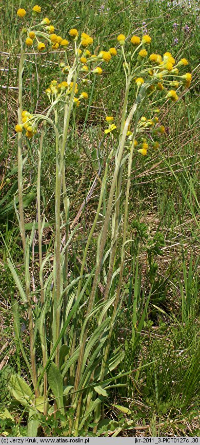 Senecio integrifolius (starzec polny)