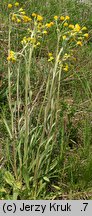 Senecio integrifolius (starzec polny)