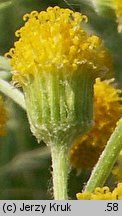 Senecio integrifolius (starzec polny)