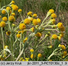 Senecio integrifolius (starzec polny)