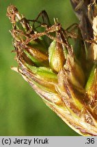 Carex curvata (turzyca odgięta)