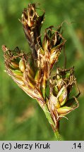 Carex curvata (turzyca odgięta)