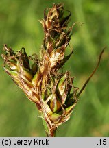 Carex curvata (turzyca odgięta)