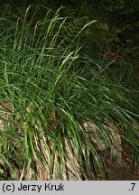 Calamagrostis arundinacea (trzcinnik leśny)