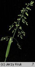 Poa chaixii (wiechlina Chaixa)