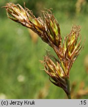 Carex curvata (turzyca odgięta)