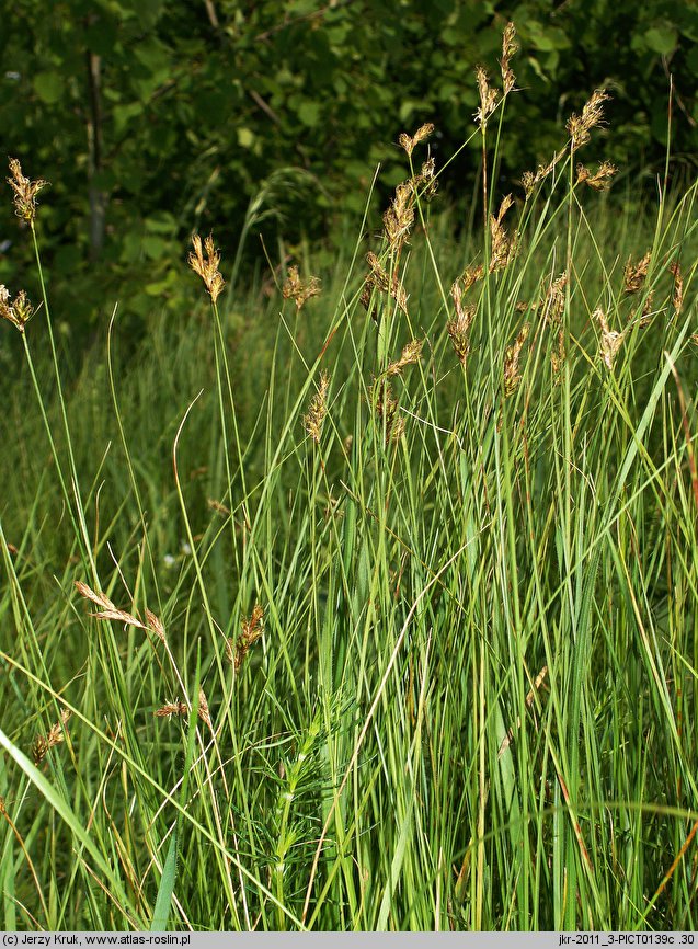 Carex curvata (turzyca odgięta)