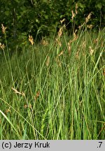 Carex curvata (turzyca odgięta)