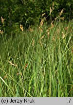 Carex curvata (turzyca odgięta)