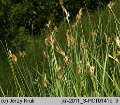 Carex curvata (turzyca odgięta)