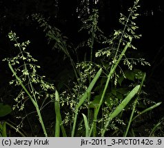 Poa chaixii (wiechlina Chaixa)