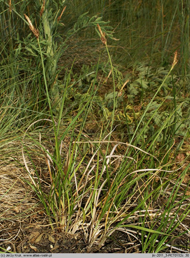 Carex supina (turzyca delikatna)