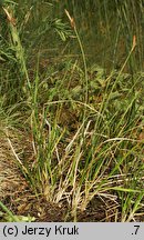 Carex supina (turzyca delikatna)