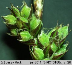 Carex pilulifera (turzyca pigułkowata)