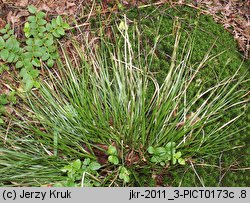 Carex pilulifera (turzyca pigułkowata)