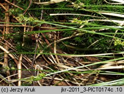 Carex pilulifera (turzyca pigułkowata)