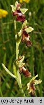 Ophrys insectifera (dwulistnik muszy)