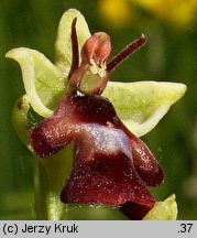 Ophrys insectifera (dwulistnik muszy)