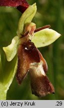 Ophrys insectifera (dwulistnik muszy)