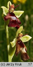 Ophrys insectifera (dwulistnik muszy)