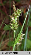 Carex pilulifera (turzyca pigułkowata)