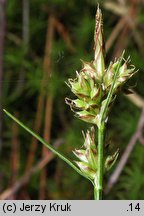 Carex pilulifera (turzyca pigułkowata)