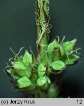 Carex pilulifera (turzyca pigułkowata)