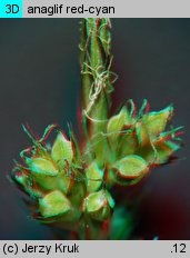 Carex pilulifera (turzyca pigułkowata)