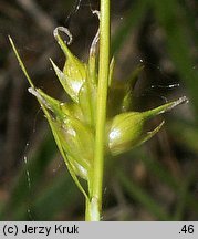 Carex michelii (turzyca Michela)