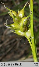 Carex michelii (turzyca Michela)