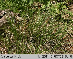 Carex pediformis (turzyca stopowata)