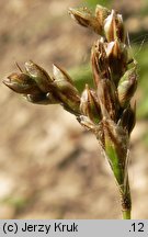 Carex pediformis (turzyca stopowata)